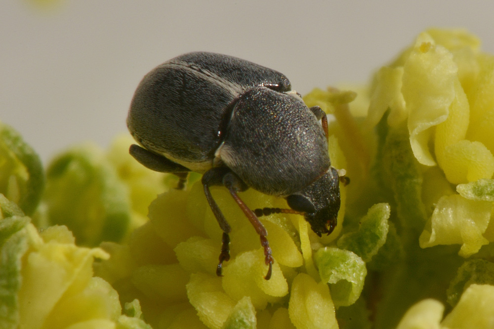 Quale famiglia?  Anthribidae:  Bruchela suturalis